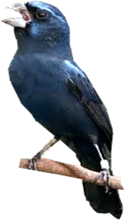 Azulão
