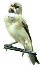 Coleira Pardo