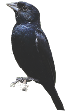 Tiziu