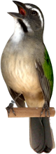 Trinca Ferro